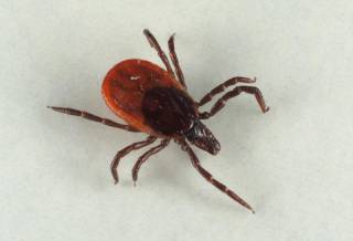 ixodes